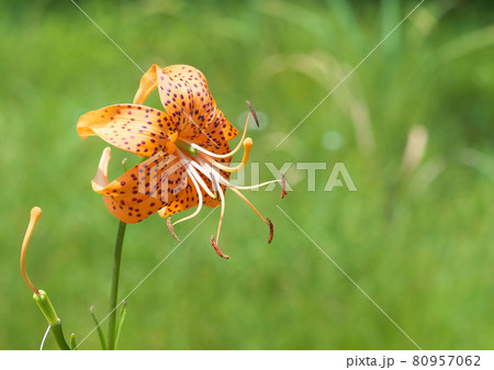 樫原湿原の夏を彩るオニユリ 80957062