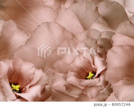 Floral red background. Flowers and petals of a red roses. Close-up. Nature. Floral red background. Flowers and petals of a red roses. Close-up. Nature. 80957246