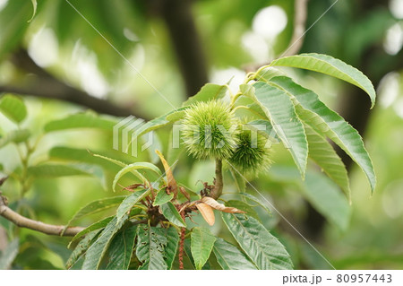 青いイガグリ 80957443