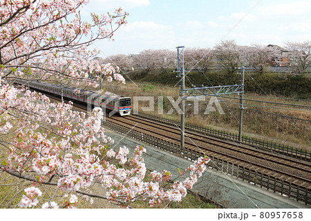 千葉県白井市付近北総線を通る京成電鉄3700形電車と満開のさくら 千葉県白井市付近北総線を通る京成電鉄3700形電車と満開のさくら 80957658