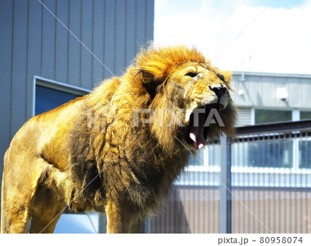 百獣の王ライオンの写真素材