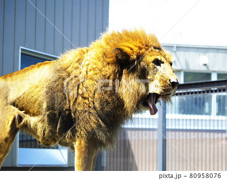 百獣の王ライオンの写真素材