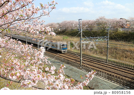 千葉県白井市付近北総線を通る北総鉄道の7500形電車と満開のさくら 80958156