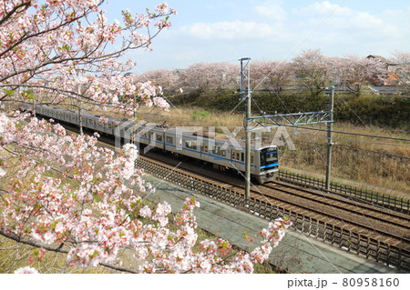 千葉県白井市付近北総線を通る北総鉄道の7500形電車と満開のさくら 80958160