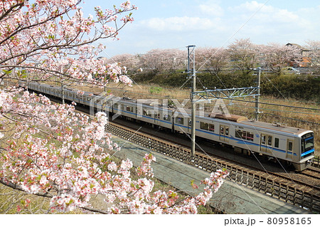 千葉県白井市付近北総線を通る北総鉄道の7500形電車と満開のさくら 80958165