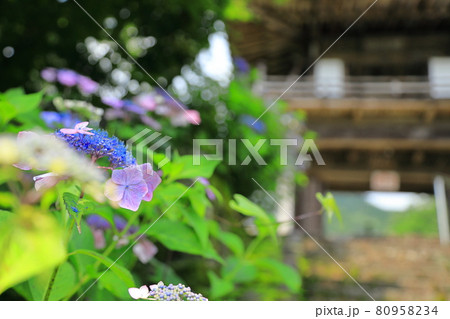 山アジサイと山寺の山門 80958234