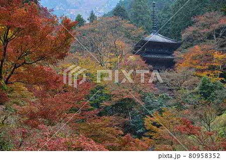 高源寺の紅葉 80958352