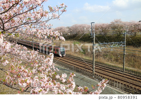 千葉県白井市付近北総線を通る都営地下鉄浅草線の新型車両5500形電車と満開のさくら 80958391