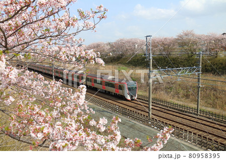 千葉県白井市付近北総線を通る都営地下鉄浅草線の新型車両5500形電車と満開のさくら 80958395