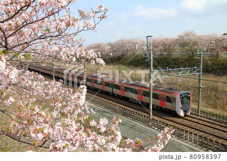 千葉県白井市付近北総線を通る都営地下鉄浅草線の新型車両5500形電車と満開のさくら 80958397