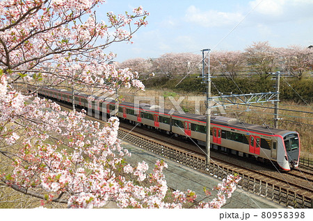 千葉県白井市付近北総線を通る都営地下鉄浅草線の新型車両5500形電車と満開のさくら 80958398