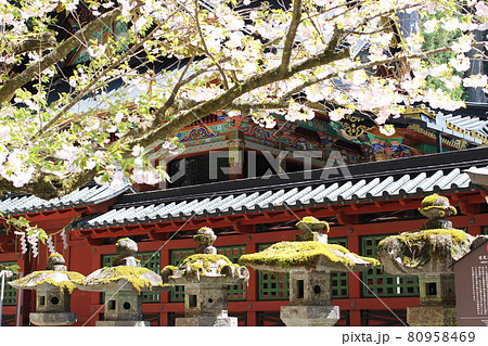 日光二荒山神社本殿の石灯籠と桜 日光二荒山神社本殿の石灯籠と桜 80958469