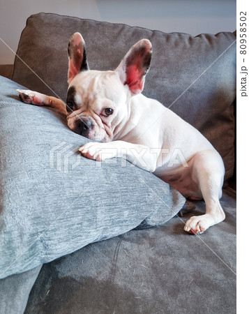 French Bulldog lying flat on the Sofa 80958502
