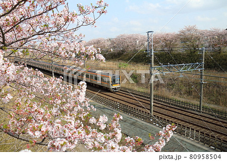 千葉県白井市付近北総線を通る京成電鉄3100形電車と満開のさくら 千葉県白井市付近北総線を通る京成電鉄3100形電車と満開のさくら 80958504