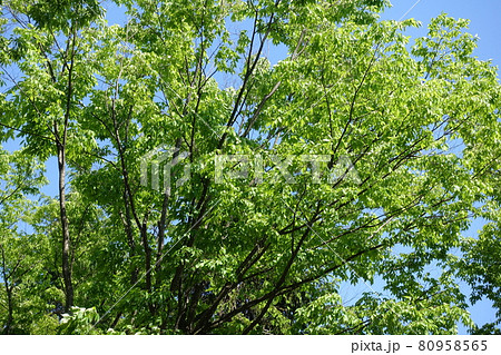 新緑 青もみじ 新緑 青もみじ 80958565