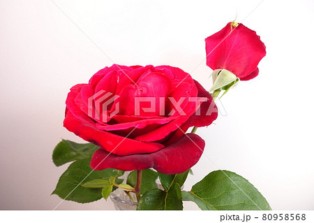 満開のバラ　薔薇　ばら 80958568