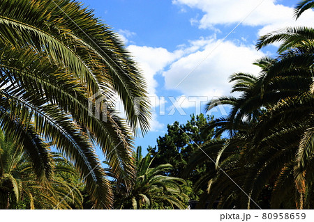 夏の浜名湖ガーデンパーク 80958659