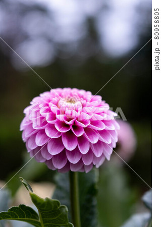 山形県東置賜郡川西町の川西ダリア園 80958805