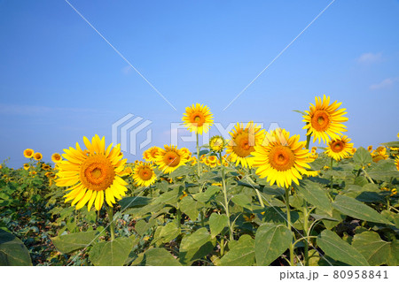 ひまわり1341 ひまわり1341 80958841