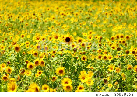 埼玉県川越市 伊佐沼東岸花畑のひまわり 埼玉県川越市 伊佐沼東岸花畑のひまわり 80959958