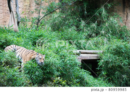 アムールトラ 80959985