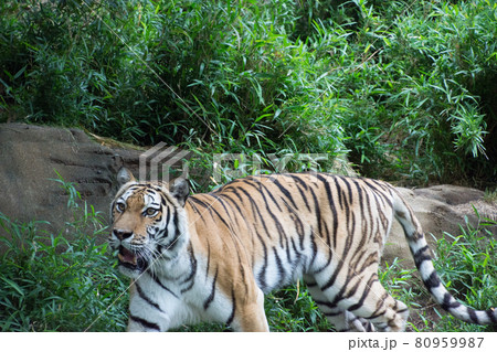 アムールトラ 80959987