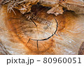 Tree stump 80960051