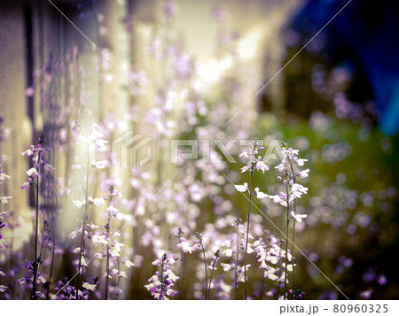 光に包まれたマツバウンランの花 80960325