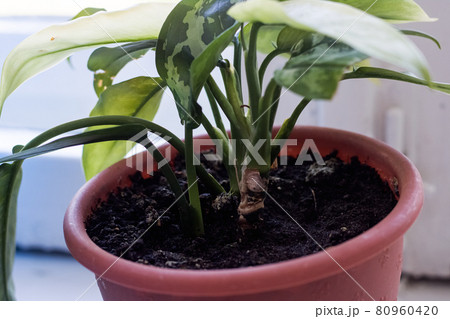 Green leaves of a home plant on a windowsill 80960420