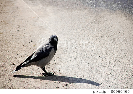 One crow standing on the pavement close up One crow standing on the pavement close up 80960466