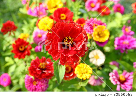 山梨県南都留郡山中湖村山中　花の都公園満開色とりどりの百日草 80960665