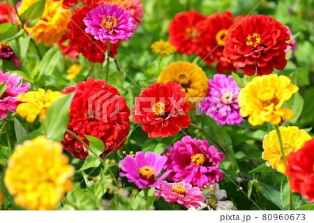 山梨県南都留郡山中湖村山中　花の都公園満開色とりどりの百日草 80960673