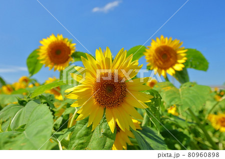 埼玉県川越市 伊佐沼東岸花畑のひまわりと青空 埼玉県川越市 伊佐沼東岸花畑のひまわりと青空 80960898