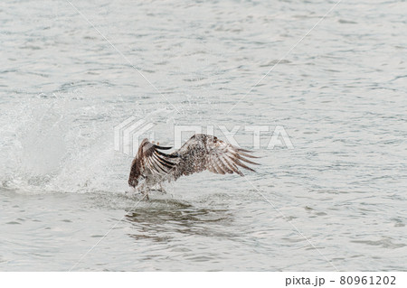 獲物を獲るミサゴ 80961202