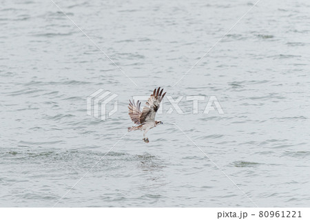 飛翔するミサゴ 80961221