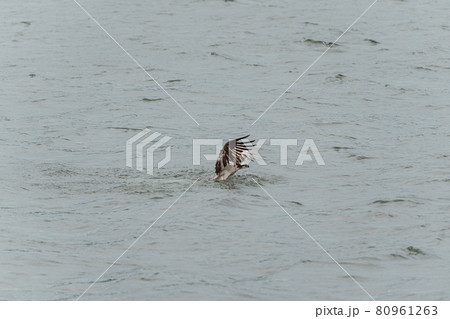 獲物を獲るミサゴ 80961263