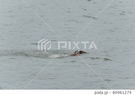 獲物を獲るミサゴ 80961274