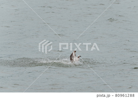 獲物を獲るミサゴ 80961288