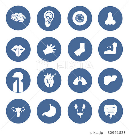 Human body built-in pictogram Blue circle frame Human body built-in pictogram Blue circle frame 80961823