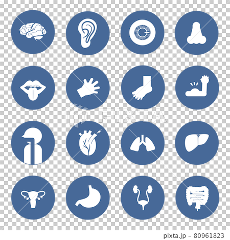 Human body built-in pictogram Blue circle frame Human body built-in pictogram Blue circle frame 80961823
