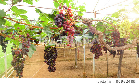 Red ripe grapes  80962489