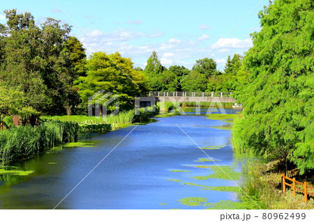 夏の浜名湖ガーデンパーク 80962499