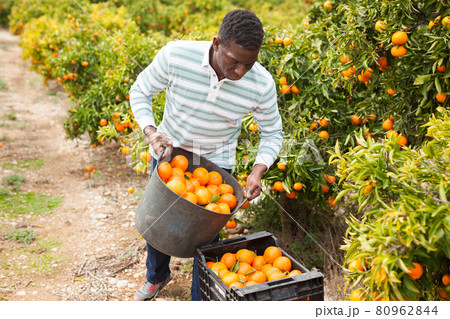 Afro male worker picking mandarins Afro male worker picking mandarins 80962844