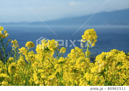 春の訪れを告げる花 80963311