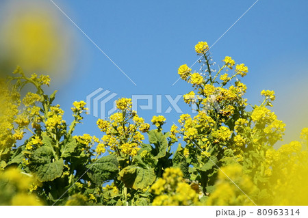 春の訪れを告げる花 80963314