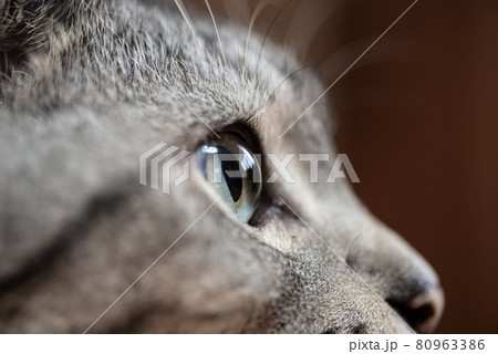 見つめる猫 サバトラ猫 見つめる猫 サバトラ猫 80963386