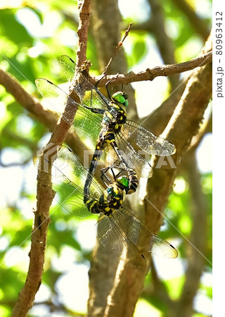 オオヤマトンボ 80963412