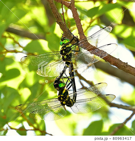 オオヤマトンボ オオヤマトンボ 80963417