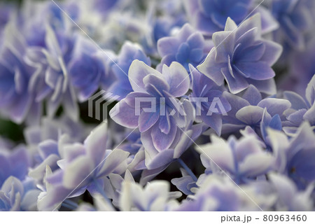 紫陽花 アジサイ パープル 紫陽花 アジサイ パープル 80963460