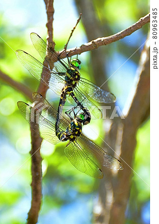 オオヤマトンボ オオヤマトンボ 80963485